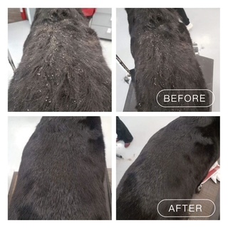 Hydrobath before and after flaking coat result