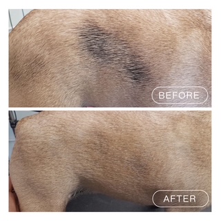 Hydrobath before and after coat discoloration result