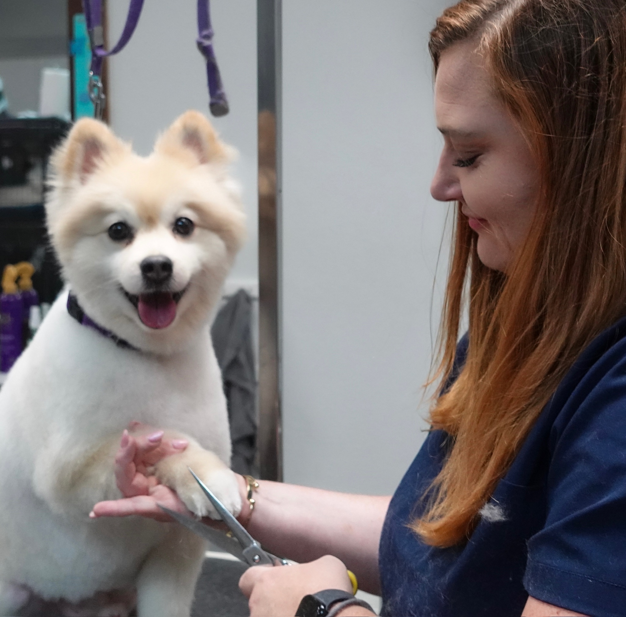 Freshly groomed dog at Shellie’s Grooming and Supply