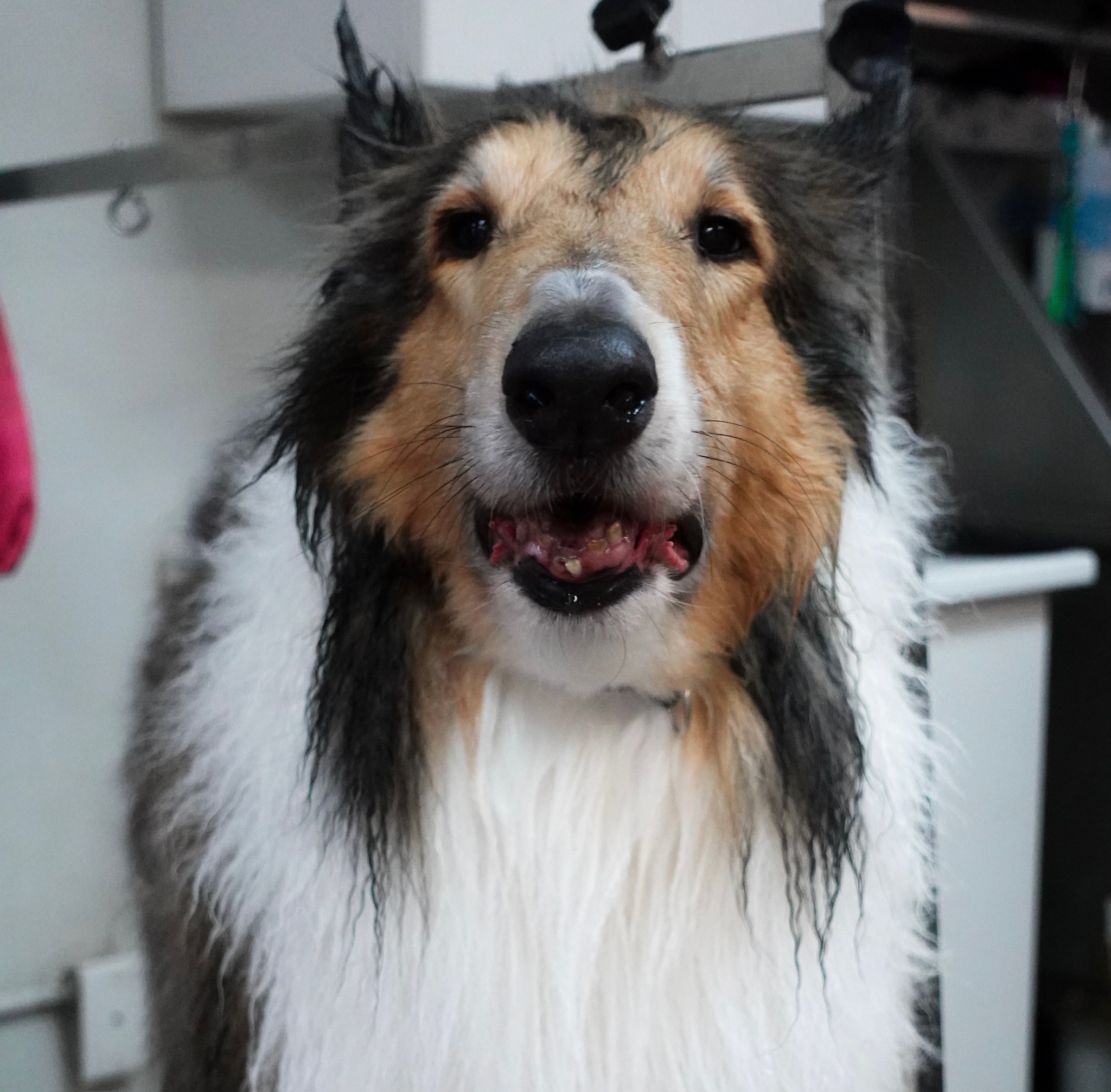 Dog receiving Hydrobath care