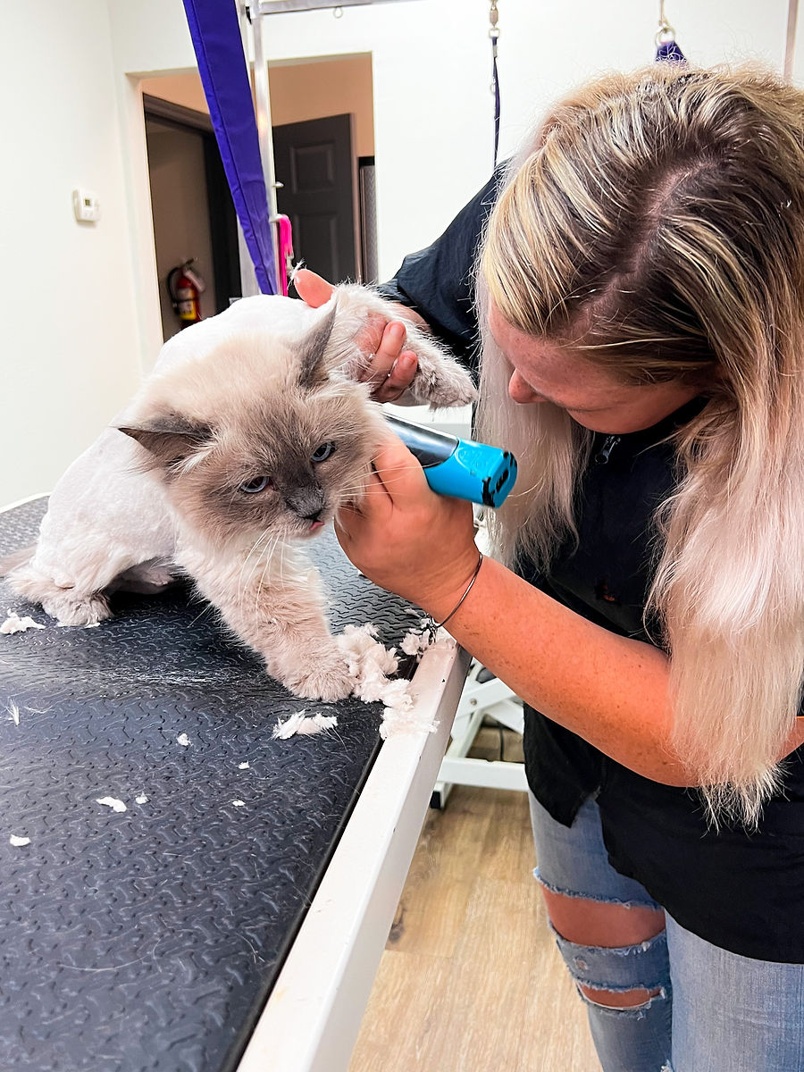 Shellie’s Grooming and Supply Instagram dog